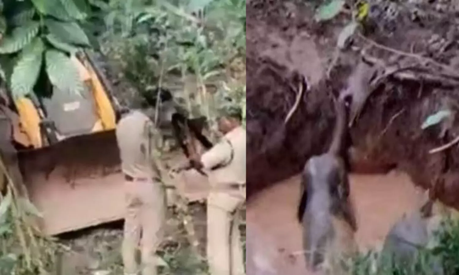 കാട്ടാനയും കുഞ്ഞും കിണറ്റിൽ വീണു; രക്ഷിച്ച വനപാലക സംഘത്തെ ആക്രമിച്ചു; രണ്ടു പേർക്ക് പരിക്ക്