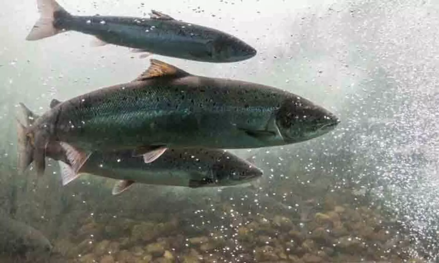 കാലാവസ്ഥാ വ്യതിയാനം; ശുദ്ധജല മത്സ്യത്തിന്‍റെ നാലിലൊന്ന് വംശനാശ ഭീഷണിയിൽ