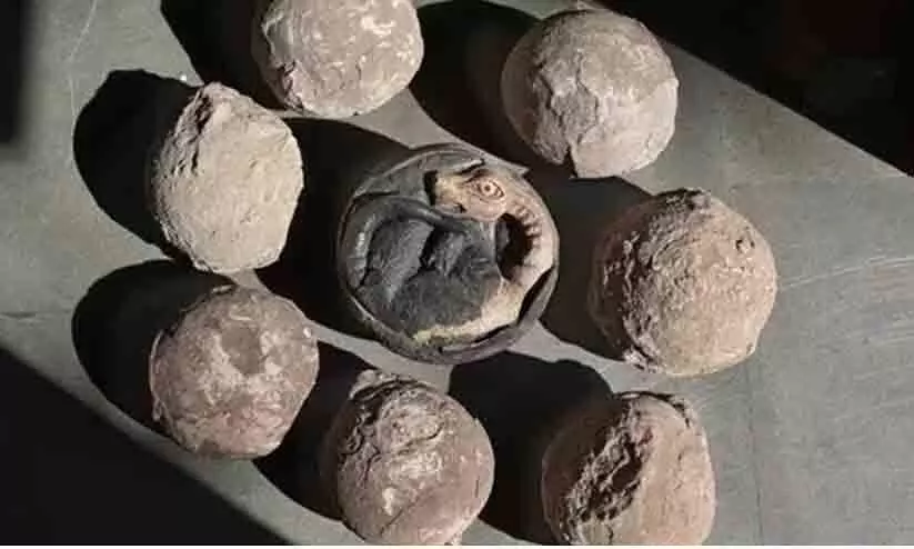 മധ്യപ്രദേശിലെ കുടുംബം വർഷങ്ങളോളം കുലദേവതയായി ആരാധിച്ചത് ദിനോസർ മുട്ടയെ...