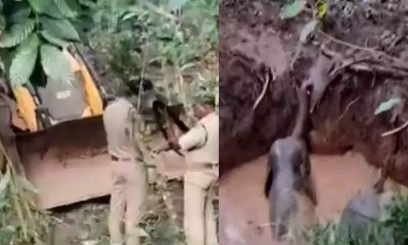 കാട്ടാനയും കുഞ്ഞും കിണറ്റിൽ വീണു; രക്ഷിച്ച വനപാലക സംഘത്തെ ആക്രമിച്ചു; രണ്ടു പേർക്ക് പരിക്ക്