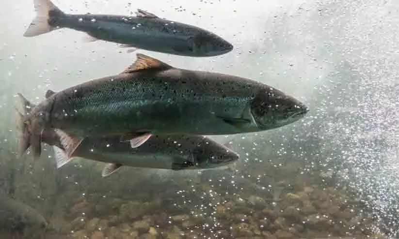 കാലാവസ്ഥാ വ്യതിയാനം; ശുദ്ധജല മത്സ്യത്തിന്‍റെ നാലിലൊന്ന് വംശനാശ ഭീഷണിയിൽ