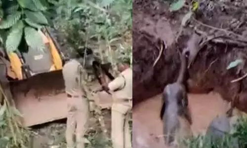 കാട്ടാനയും കുഞ്ഞും കിണറ്റിൽ വീണു; രക്ഷിച്ച വനപാലക സംഘത്തെ ആക്രമിച്ചു; രണ്ടു പേർക്ക് പരിക്ക്