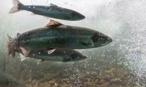 കാലാവസ്ഥാ വ്യതിയാനം; ശുദ്ധജല മത്സ്യത്തിന്‍റെ നാലിലൊന്ന് വംശനാശ ഭീഷണിയിൽ