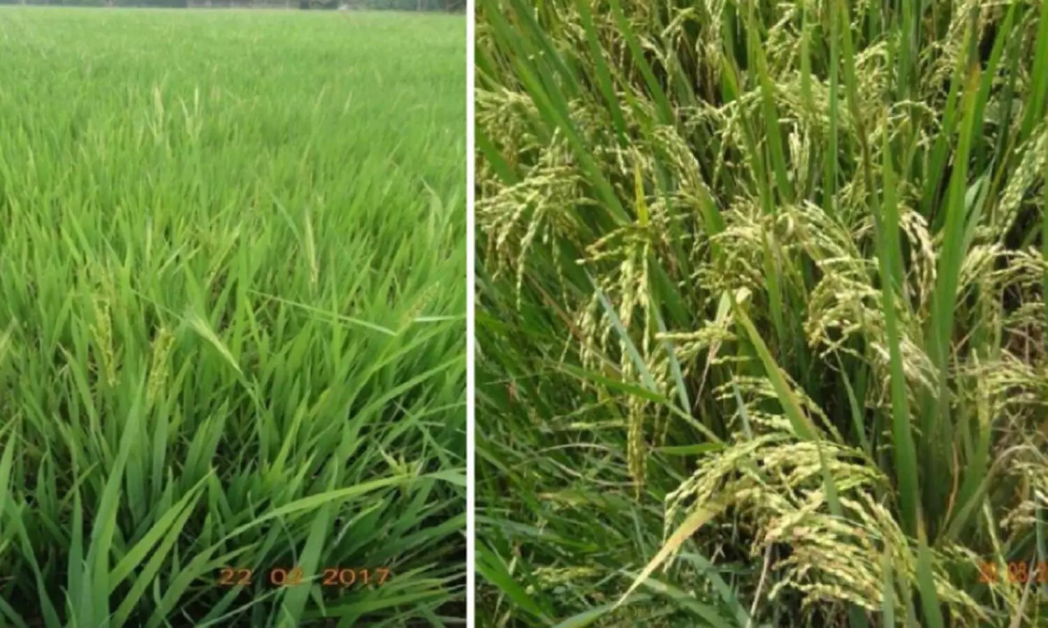 ഉമ’ നെല്ല് പരിപാലനത്തിന് ഇനി ബഹിരാകാശ സാങ്കേതിക വിദ്യയും