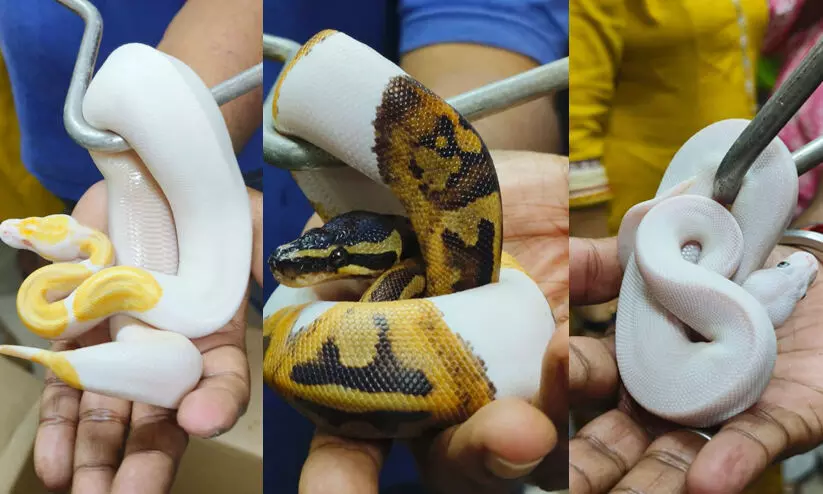 Exotic Snakes Rescued