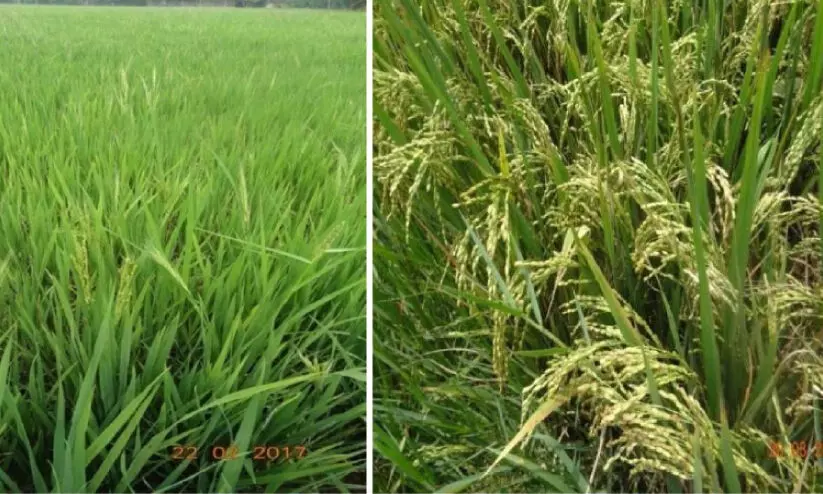 ഉമ’ നെല്ല് പരിപാലനത്തിന് ഇനി ബഹിരാകാശ സാങ്കേതിക വിദ്യയും ഉമ’ നെല്ല് പരിപാലനത്തിന് ഇനി ബഹിരാകാശ സാങ്കേതിക വിദ്യയും