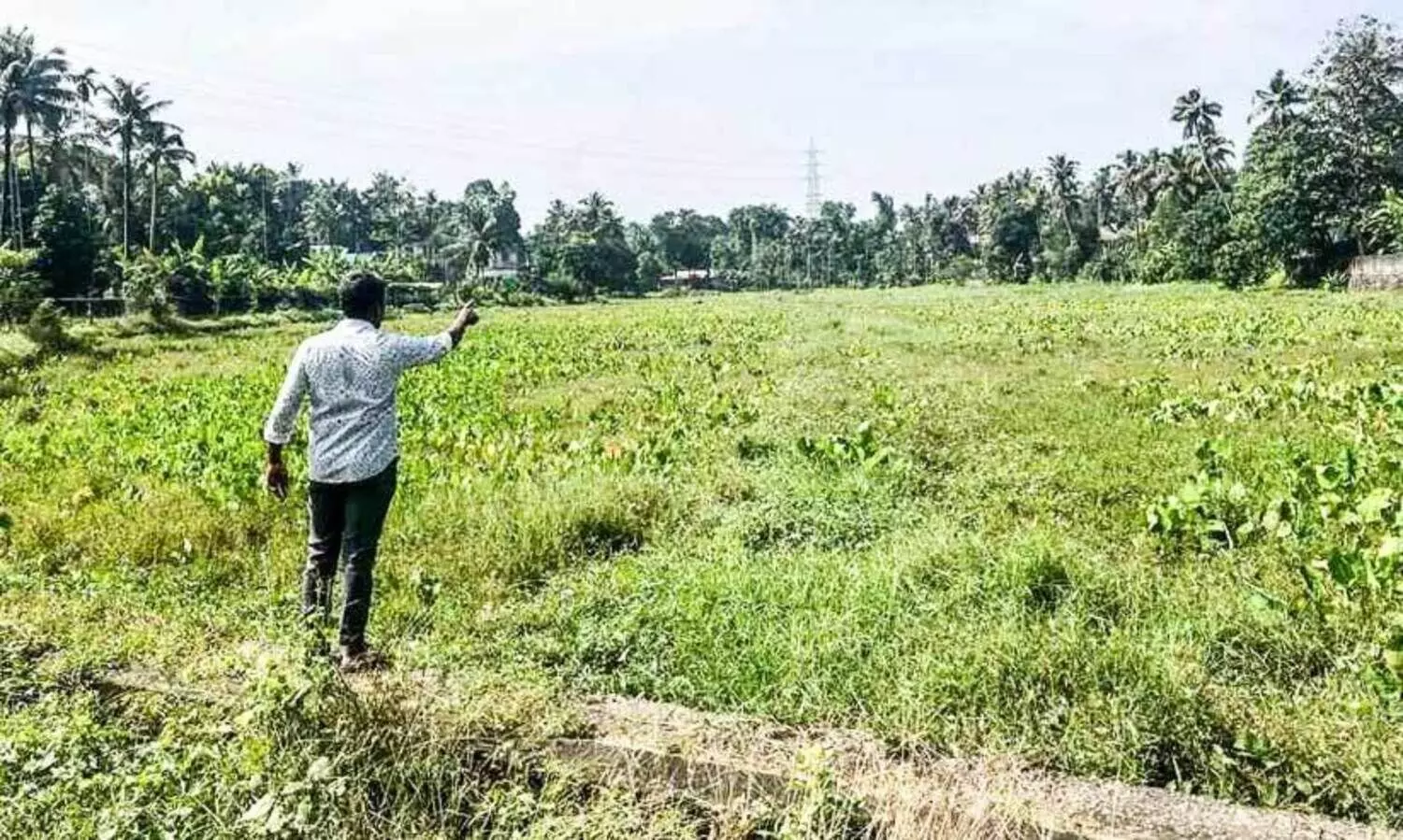 നെല്ലിന്റെ പണം കിട്ടിയില്ല;കൃഷിയിറക്കാതെ കളത്തിപ്പാടം കാടുകയറുന്നു
