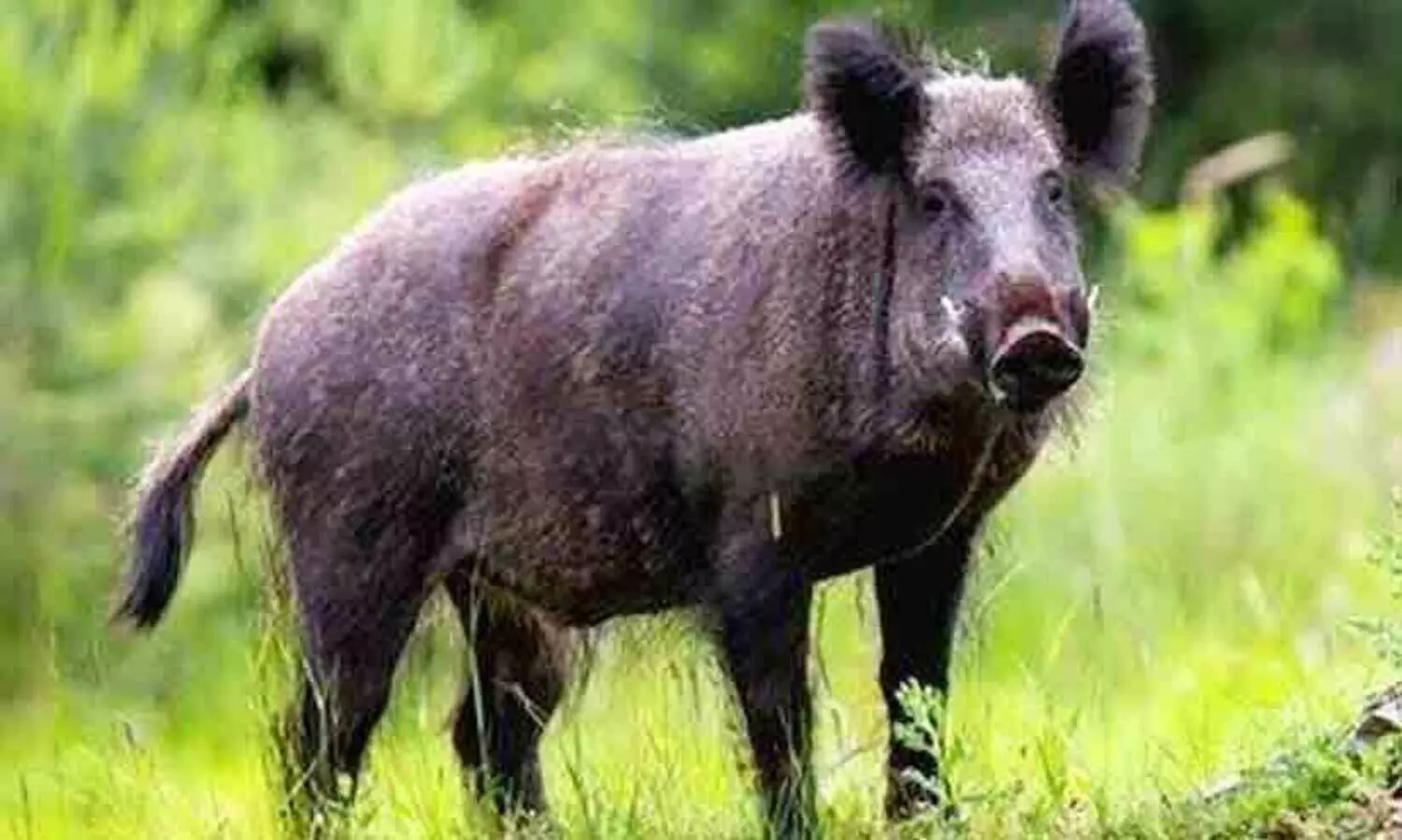 കാട്ടുപന്നിയുടെ ആക്രമണത്തിൽ യുവാവിന് പരിക്ക്