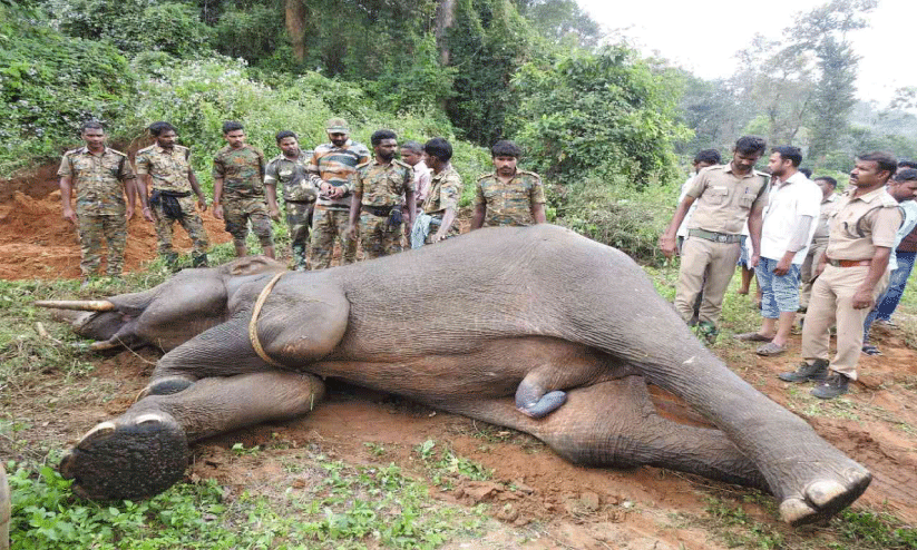 ചപ്പിൻതോട് പുഴയിൽ ആനയുടെ ജഡം