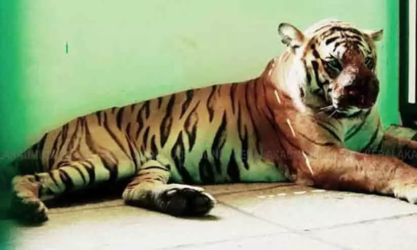 wounds of the tiger in Wayanad were stitched