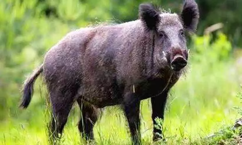 കാട്ടുപന്നിയുടെ ആക്രമണത്തിൽ യുവാവിന് പരിക്ക് കാട്ടുപന്നിയുടെ ആക്രമണത്തിൽ യുവാവിന് പരിക്ക്