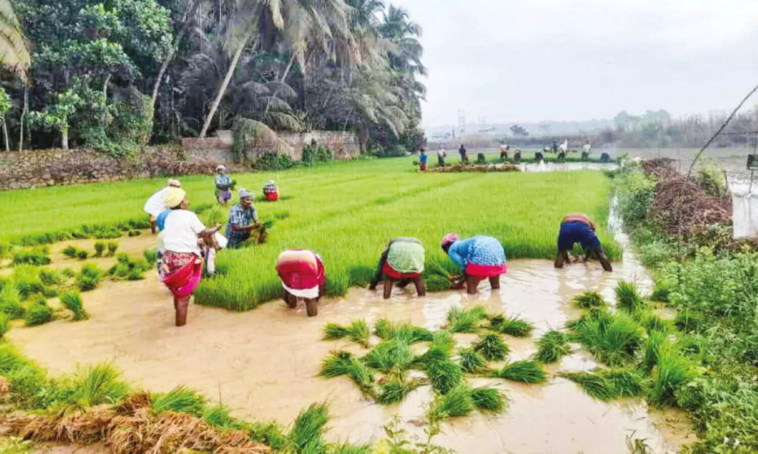 കോ​ൾ​നി​ല​ങ്ങ​ളി​ൽ പു​ഞ്ച​കൃ​ഷി​യു​ടെ ആ​ര​വം