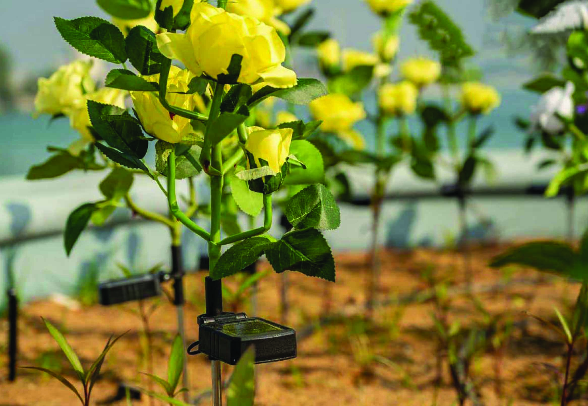 അ​ബൂ​ദ​ബി കോ​ർ​ണി​ഷി​ൽ സൗ​രോ​ർ​ജ അ​ല​ങ്കാ​ര വി​ള​ക്കു​ക​ൾ