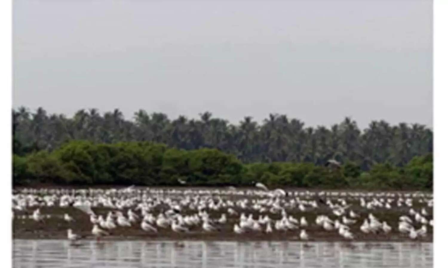 പ​ന​യ​മാ​ട്ടെ​ത്തി​യ സീ​ഗു​ൽ എ​ന്ന ക​ട​ൽ​കാ​ക്ക​യു​ടെ കൂ​ട്ട​ങ്ങ​ൾ