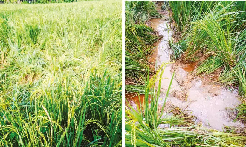 വിടാതെ ശല്യം വിടാതെ ശല്യം