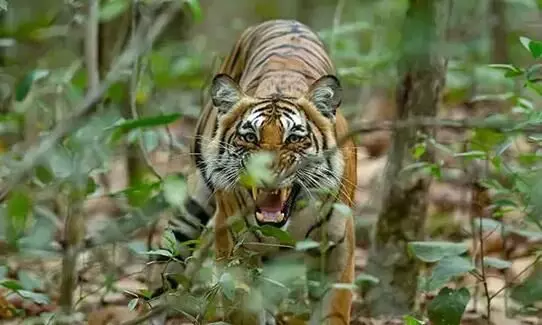 tiger tiger