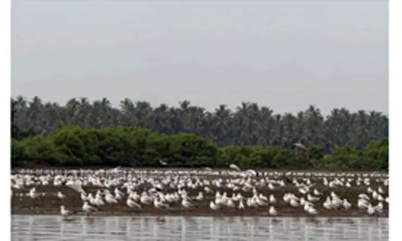 പ​ന​യ​മാ​ട്ടെ​ത്തി​യ സീ​ഗു​ൽ എ​ന്ന ക​ട​ൽ​കാ​ക്ക​യു​ടെ കൂ​ട്ട​ങ്ങ​ൾ