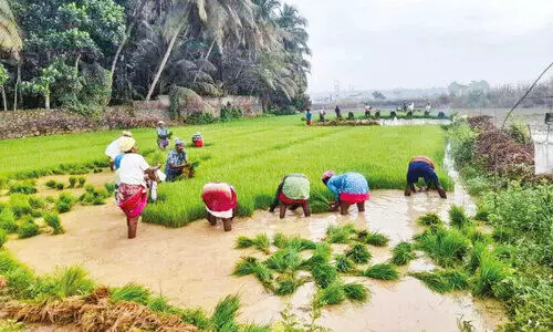 കോ​ൾ​നി​ല​ങ്ങ​ളി​ൽ പു​ഞ്ച​കൃ​ഷി​യു​ടെ ആ​ര​വം