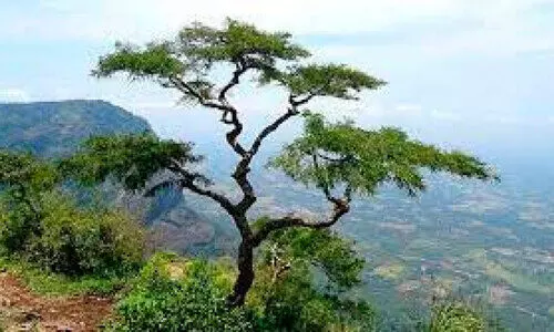 നെ​ല്ലി​യാ​മ്പ​തി​യി​ലേ​ക്ക് നി​യ​ന്ത്ര​ണം ലം​ഘി​ച്ച് വാ​ഹ​ന​ങ്ങ​ൾ ക​ട​ത്തി​വി​ടു​ന്ന​താ​യി പ​രാ​തി