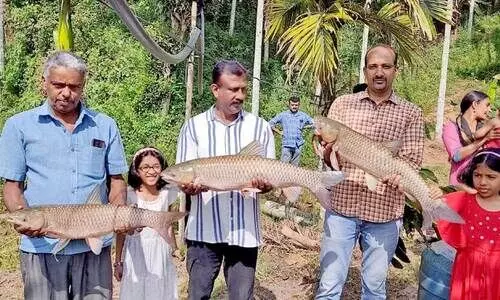 മീൻ വേണോ, മീൻ! മ​ത്സ്യ​കൃ​ഷി​യി​ൽ വി​ജ​യം കൊ​യ്ത് ക​ർ​ഷ​ക​ൻ