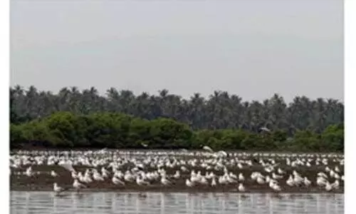 പ​ന​യ​മാ​ട്ടെ​ത്തി​യ സീ​ഗു​ൽ എ​ന്ന ക​ട​ൽ​കാ​ക്ക​യു​ടെ കൂ​ട്ട​ങ്ങ​ൾ
