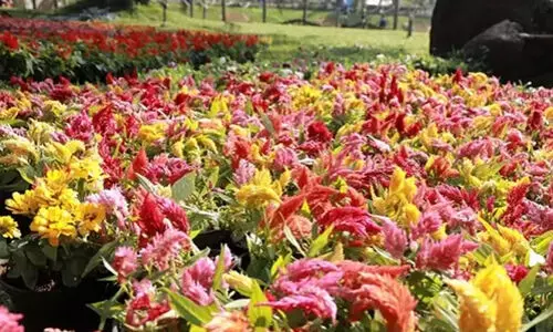 ശലഭഊഞ്ഞാലും യൂറോപ്യൻ വീടും; തലസ്ഥാനം ഇനി ഉത്സവത്തിമിർപ്പിൽ