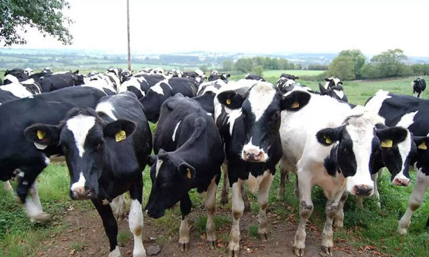 തോട്ടം തൊഴിലാളികളുടെ ഉന്നമനത്തിന്​ ക്ഷീരലയം പദ്ധതി