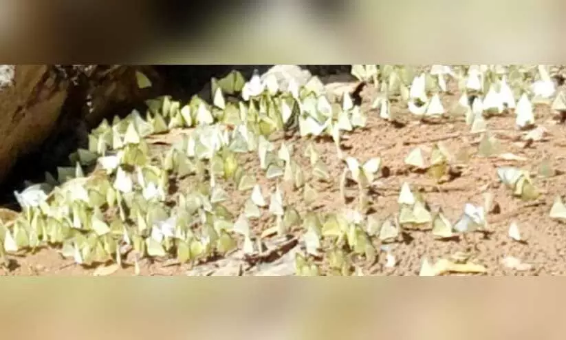 ചീ​ങ്ക​ണ്ണി​പ്പു​ഴ​യോ​ര​ത്ത് കൂ​ട്ടം​കൂ​ടി​യ തൂ​വെ​ള്ള ശ​ല​ഭ​ക്കൂ​ട്ടം