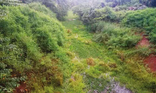 ക​നാ​ൽ ന​വീ​ക​ര​ണം നീ​ളു​ന്നു: ക​ർ​ഷ​ക​ർ ആ​ശ​ങ്ക​യി​ൽ