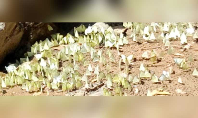 ചീ​ങ്ക​ണ്ണി​പ്പു​ഴ​യോ​ര​ത്ത് കൂ​ട്ടം​കൂ​ടി​യ തൂ​വെ​ള്ള ശ​ല​ഭ​ക്കൂ​ട്ടം