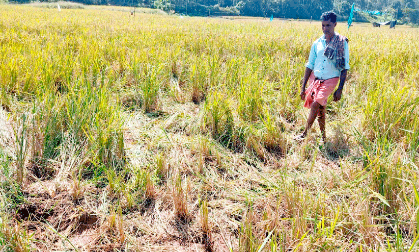 കാട്ടാനക്കൂട്ടം നെൽകൃഷി നശിപ്പിച്ചു കാട്ടാനക്കൂട്ടം നെൽകൃഷി നശിപ്പിച്ചു