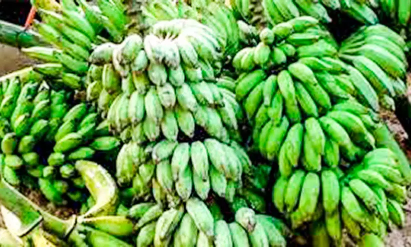 അയൽനാടൻ വാഴക്കുലവരവ് കുതിച്ചുയർന്നു; വിപണിയിടിഞ്ഞ് നാടൻകുലകൾ അയൽനാടൻ വാഴക്കുലവരവ് കുതിച്ചുയർന്നു; വിപണിയിടിഞ്ഞ് നാടൻകുലകൾ