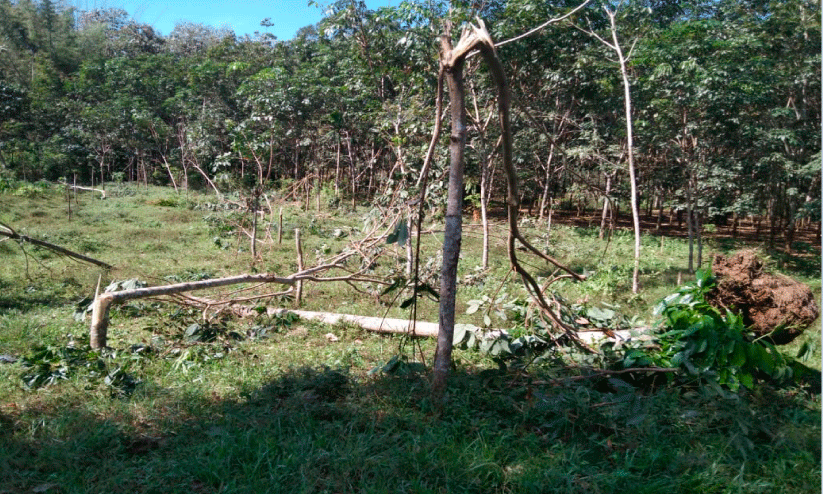 കാട്ടാനക്കൂട്ടം കൃഷി നശിപ്പിച്ചു; പ്രദേശവാസികള് ഭീതിയില് കാട്ടാനക്കൂട്ടം കൃഷി നശിപ്പിച്ചു; പ്രദേശവാസികള് ഭീതിയില്