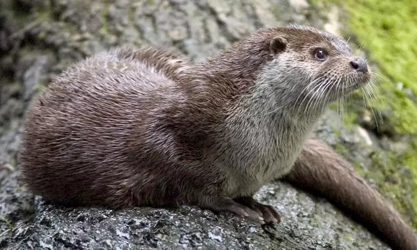eurasian otter