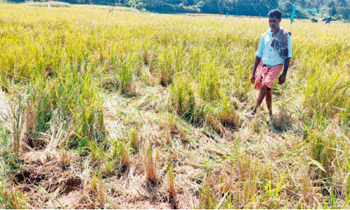 കാ​ട്ടാ​ന​ക്കൂ​ട്ടം നെ​ൽ​കൃ​ഷി ന​ശി​പ്പി​ച്ചു