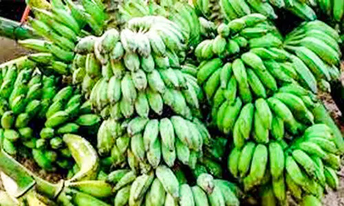 അയൽനാടൻ വാഴക്കുലവരവ്​ കുതിച്ചുയർന്നു; വിപണിയിടിഞ്ഞ്​ നാടൻകുലകൾ