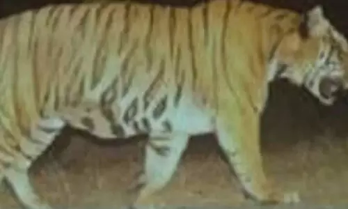 വാകേരിയിൽ വീണ്ടും കടുവ; ആടിനെ കൊന്നു