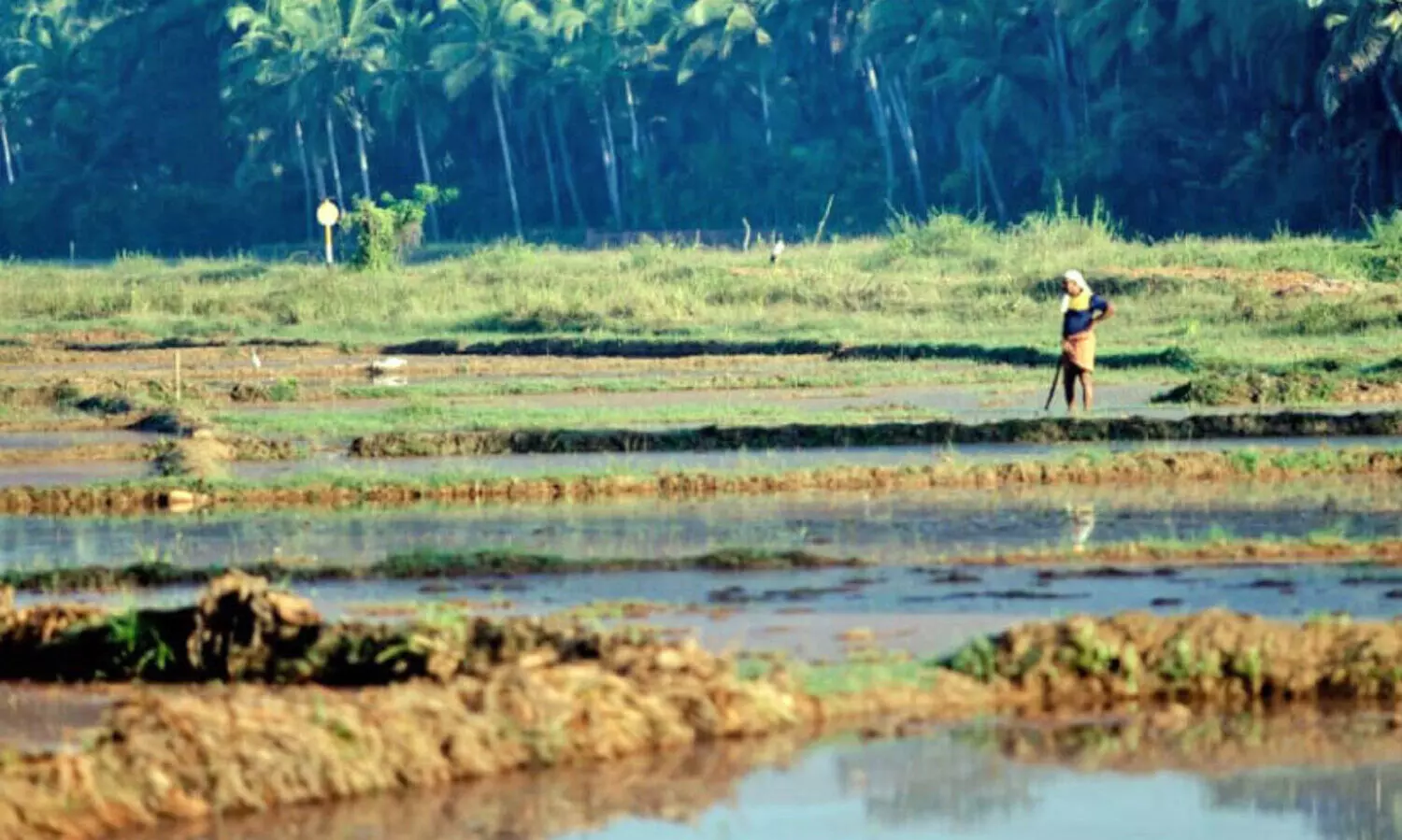 ആ​വ​ള പാ​ണ്ടി