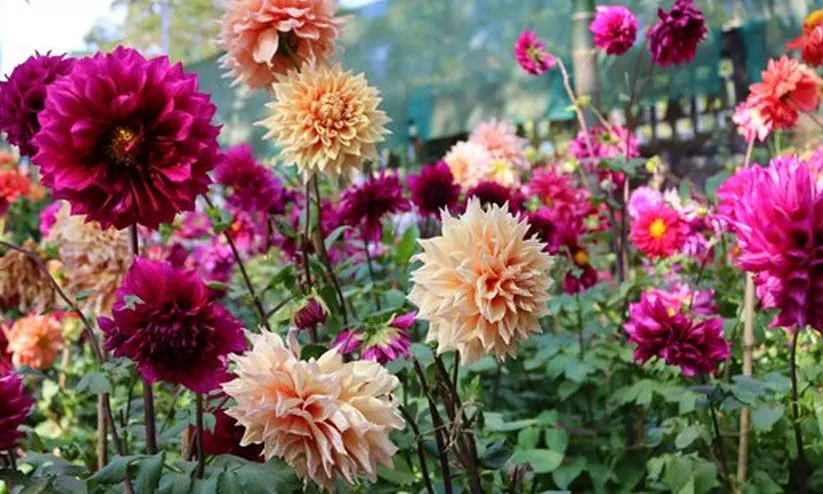 flower festival flower festival