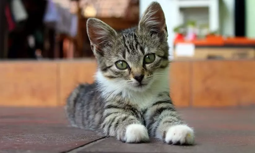 മുതലാളിക്ക് കുറ്റബോധം; മാസം 300 പൂച്ചകളെ കൊന്ന് സൂപ്പാക്കിയിരുന്ന ഹോട്ടൽ പൂട്ടി മുതലാളിക്ക് കുറ്റബോധം; മാസം 300 പൂച്ചകളെ കൊന്ന് സൂപ്പാക്കിയിരുന്ന ഹോട്ടൽ പൂട്ടി