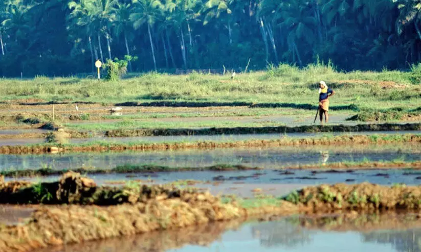 ആ​വ​ള പാ​ണ്ടി