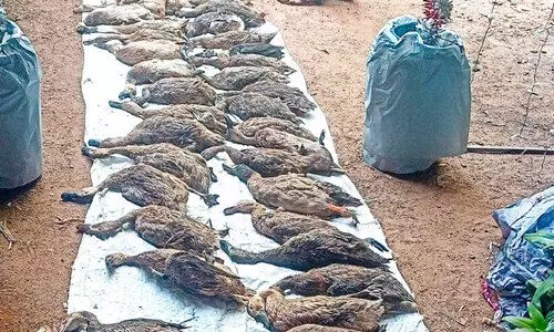 54 താറാവുകൾ ചത്തു;   ഞെട്ടൽ മാറാതെ കുടുംബം