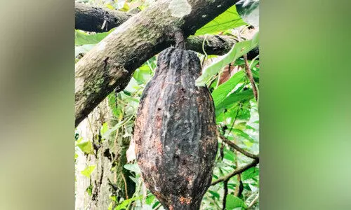 വിളകൾക്ക് രോഗബാധ; കർഷകർക്ക് തിരിച്ചടി