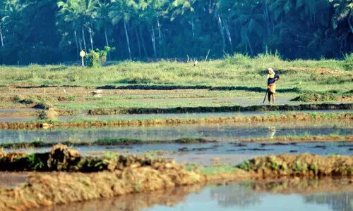 ആ​വ​ള പാ​ണ്ടി