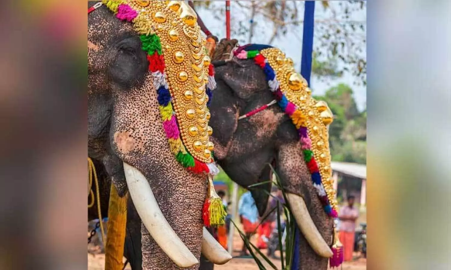 ഉത്സവ കാലം; ആനകളെ എഴുന്നള്ളിക്കുന്നതിന് നിബന്ധനകള്‍