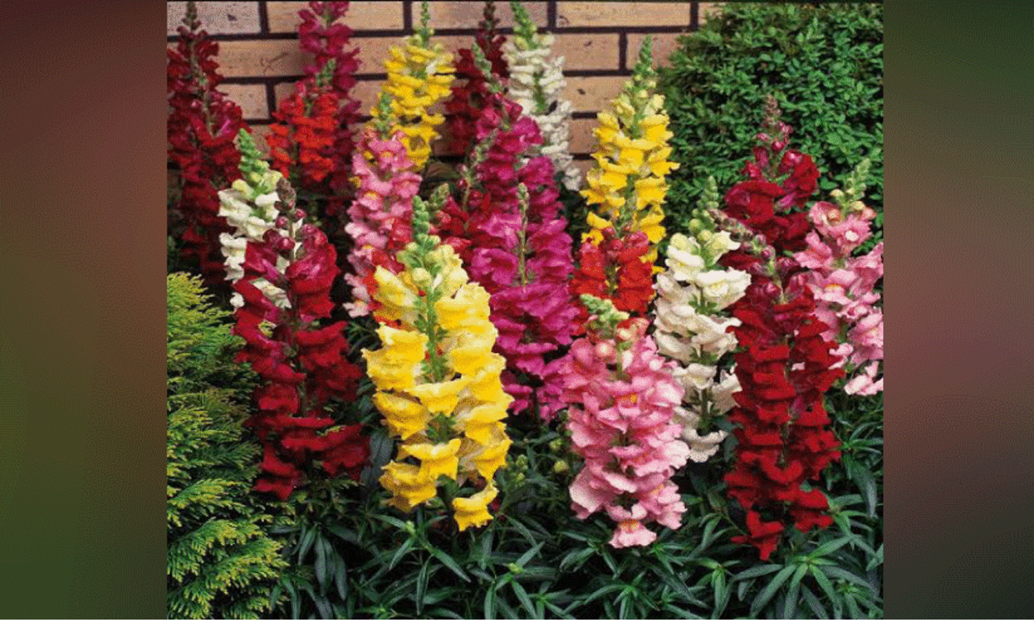 ഗാർഡൻ മനോഹരമാക്കാൻ ആൻതിറിനം മജൂസ്​