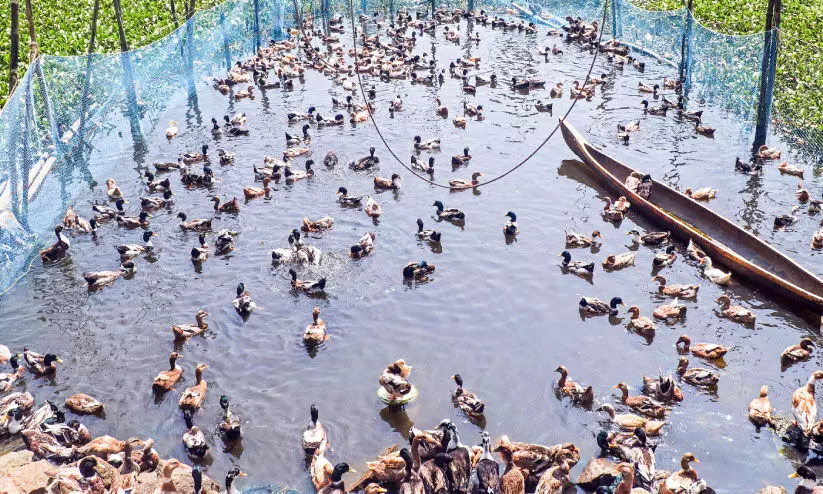 duck farming