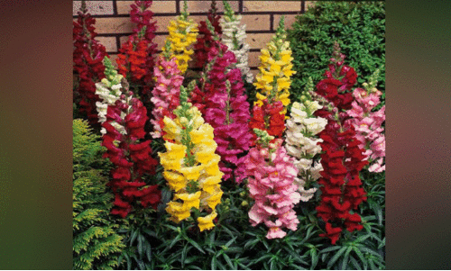 ഗാർഡൻ മനോഹരമാക്കാൻ ആൻതിറിനം മജൂസ്​