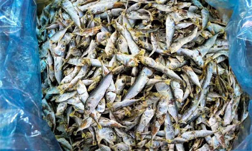 ചീഞ്ഞ മീൻ വേണോ ചീഞ്ഞ മീൻ...