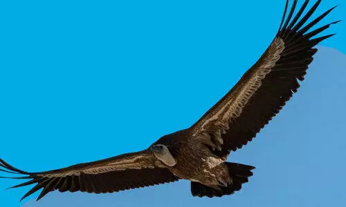 eagle